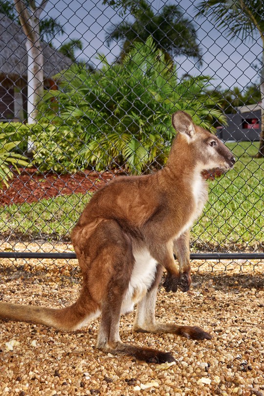 Bucky-Vanilla-Ice-Tatler-20may14_Jeffery-Salter_b_540x810